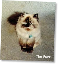 The Fuzz