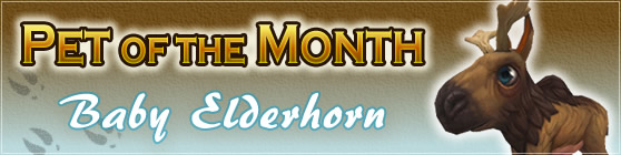 Baby Elderhorn - Pet of the Month June 2018