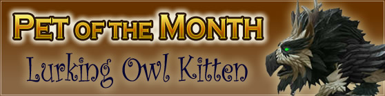 Lurking Owl Kitten - Pet of the Month September 2016