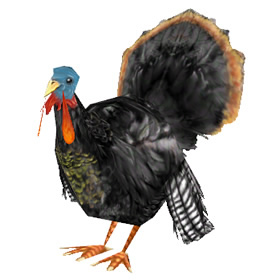 Highlands Turkey