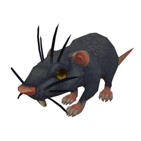 Wily Rat