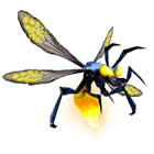Firefly Firefly